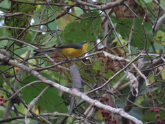 Myioborus brunniceps