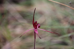 Caladenia cruciformis