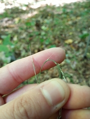 Muhlenbergia tenuiflora