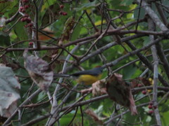 Myioborus brunniceps