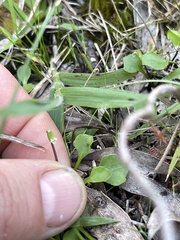 Viola cleistogamoides