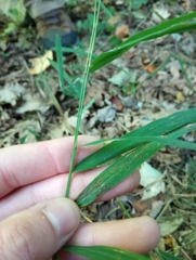 Muhlenbergia tenuiflora
