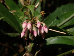 Ardisia cornudentata morrisonensis
