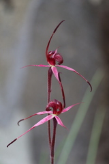 Caladenia cruciformis