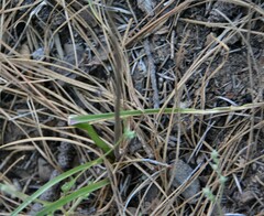 Dichelostemma multiflorum