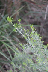 Myrtoideae