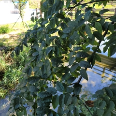 Picrasma quassioides