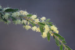Acacia howittii