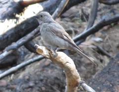 Myadestes townsendi