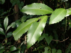 Ardisia cornudentata morrisonensis