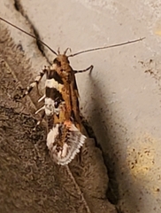 Aristotelia roseosuffusella