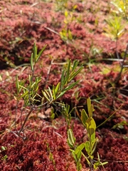 Kalmia polifolia