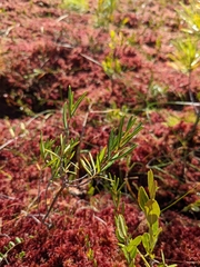 Kalmia polifolia