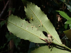 Ardisia cornudentata morrisonensis