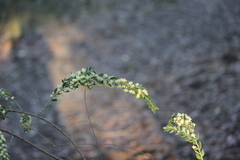 Acacia howittii