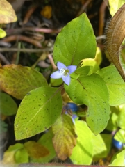 Coccocypselum herbaceum