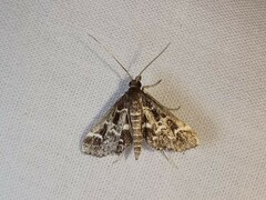 Diasemiodes janassialis