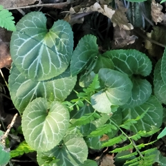 Viola variegata