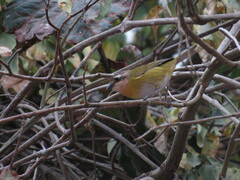 Chlorospingus flavopectus