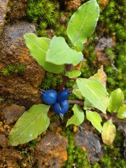 Coccocypselum herbaceum