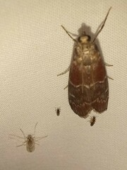 Euzophera ostricolorella