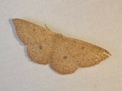 Cyclophora