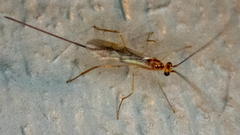 Ichneumonoidea