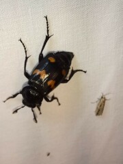 Nicrophorus orbicollis