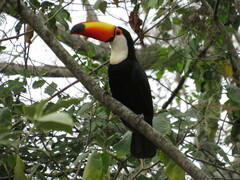 Ramphastos toco