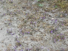 Viola tricolor curtisii