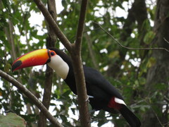 Ramphastos toco
