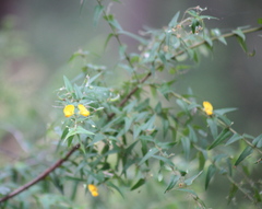 Podolobium aciculiferum