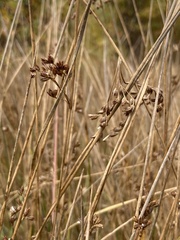 Juncus balticus