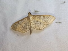 Herpetogramma pertextalis