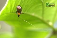 Nemophora