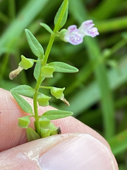 Scutellaria racemosa