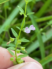 Scutellaria racemosa