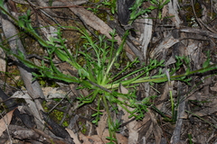 Brachyscome diversifolia