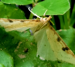 Nomophila nearctica