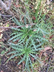 Carlina vulgaris