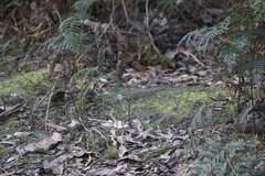 Pteridium esculentum