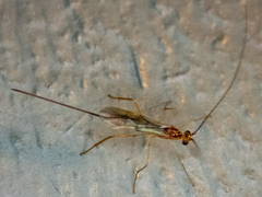 Ichneumonoidea