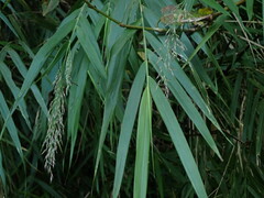 Arundo formosana