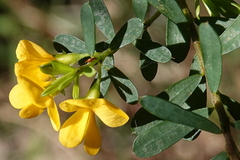 Pultenaea