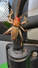 Ocellarnaca angulata