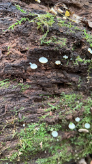 Helicogloea compressa