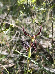 Lyperanthus suaveolens