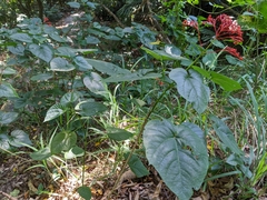 Clerodendrum japonicum