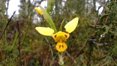 Diuris sulphurea