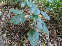 Clerodendrum japonicum